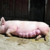 Kako odrediti: steona svinja ili ne